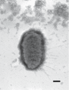 Proteus
