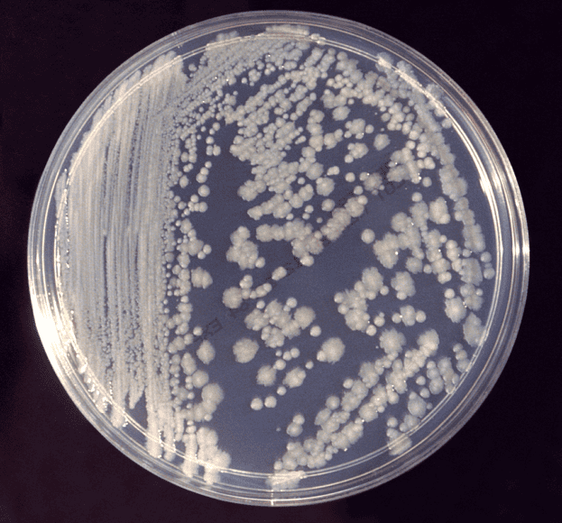 Klebsiella