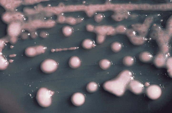 Enterobacter