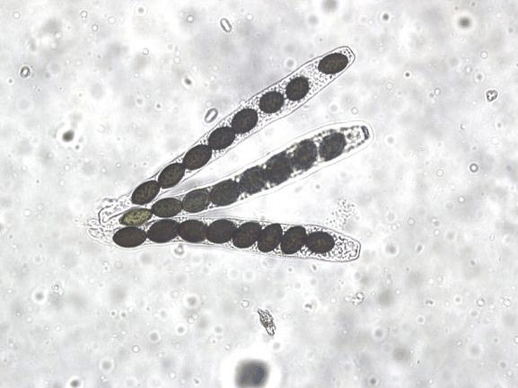 Sordaria fimicola